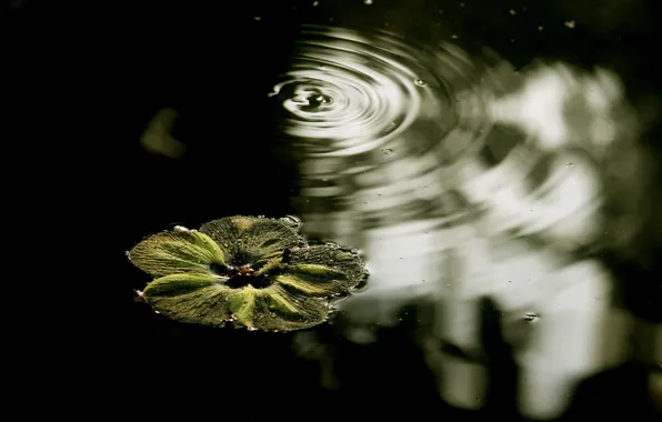 Picture PETALS, WATER, RUFFLE, FLOWER, CIRCLES