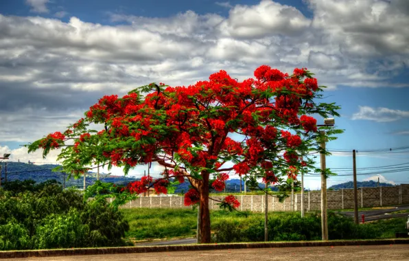 Picture clouds, landscape, tree, flowering, Delonix