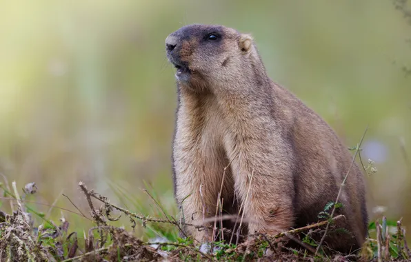 Animal, marmot, bokeh, Artur Gilmanov, Groundhog baibak