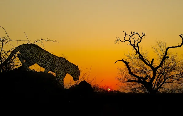 Trees, sunset, leopard, Africa, wild cat
