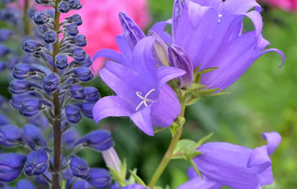 Picture macro, bells, lilac