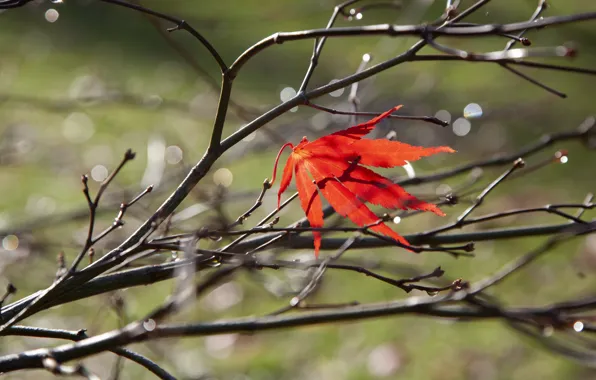 Autumn, drops, light, branches, red, nature, leaf, bokeh