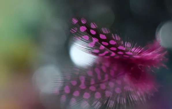 Reflection, a feather, motley, Guinea fowl