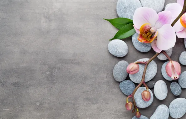 Stones, Orchid, pink, flowers, orchid, spa