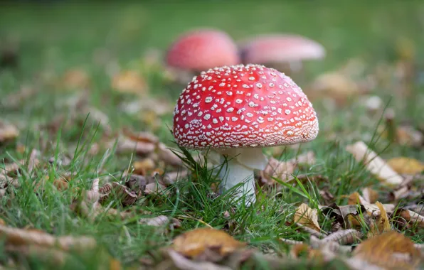 Grass, mushrooms, Amanita, bokeh