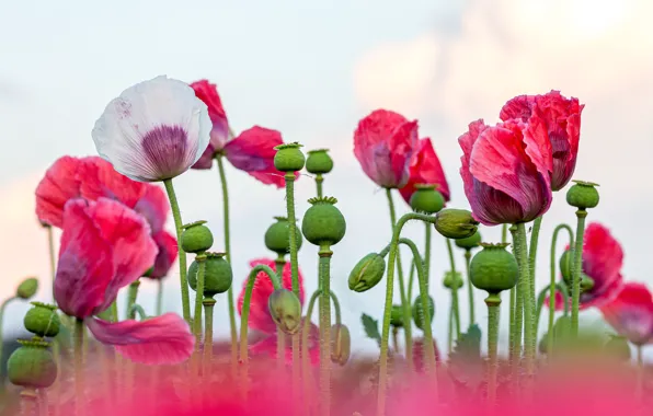Flowers, Maki, pink, white, light background, poppy field