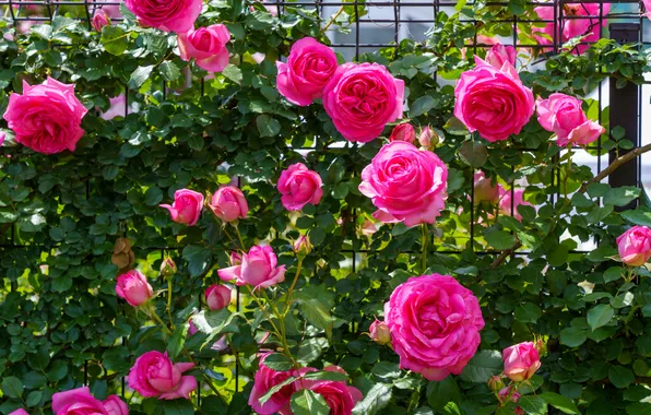 Summer, leaves, flowers, roses, garden, support, pink, rose Bush