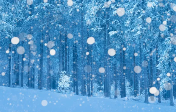 Picture winter, frost, forest, snow, branches, treatment, snowfall, bokeh