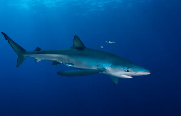 Sea, animals, water, light, fish, the ocean, fish, shark