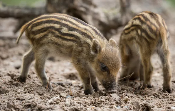 Nature, background, boars