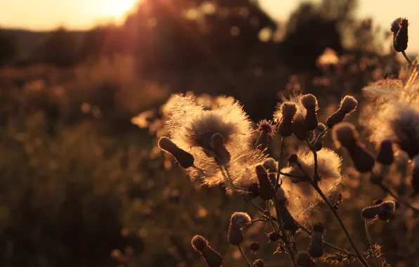 Picture sunset, weed, thorn