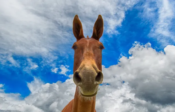 The sky, face, horse