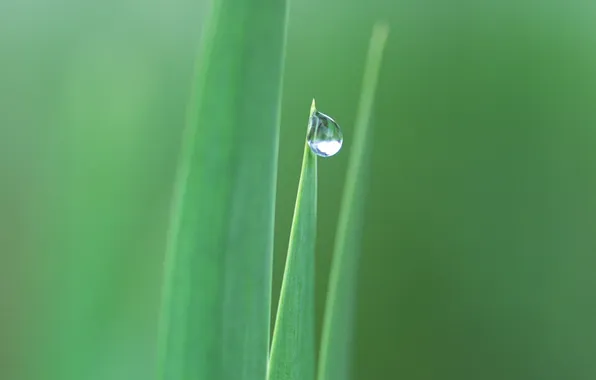 Summer, leaves, green, leaves
