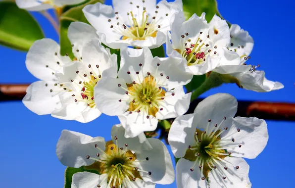 The sky, macro, flowers, spring, petals, garden