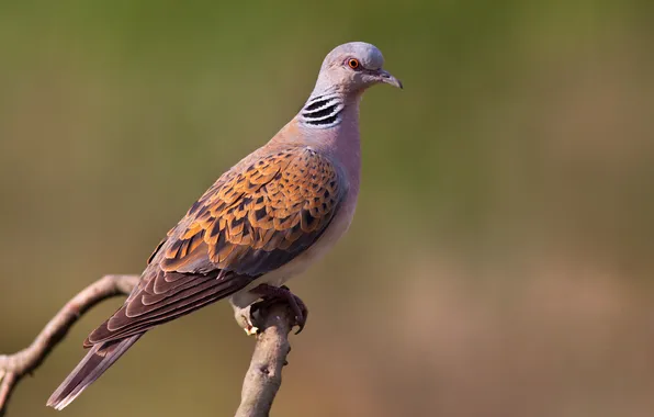 Branches, bird, bokeh