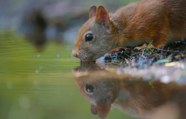 Picture water, thirst, rodent