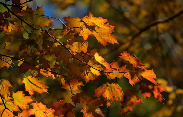 Autumn, leaves, the sun, trees, branches, Park, Canada, Montreal