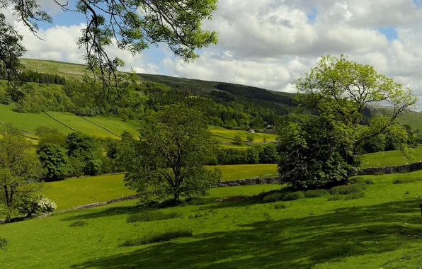 Picture field, trees, England, pasture, England, Kettlewell