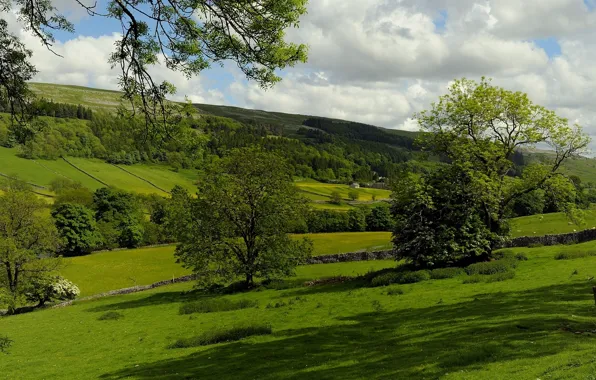 Picture trees, field, England, pasture, England, Kettlewell