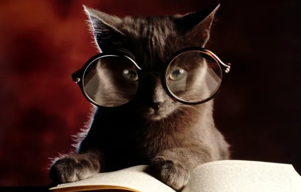 Picture cat, kitty, glasses, book