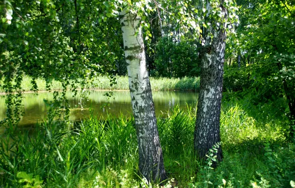Greens, summer, grass, trees, pond, birch
