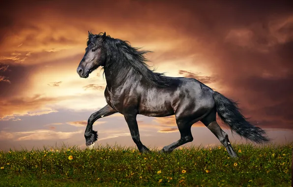 Picture horse, horse, frieze
