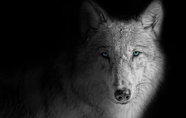 Nature, predator, animal, wolf, wildlife, portrait, portrait., Canis lupus. face