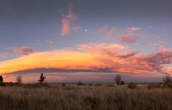 Field, the sky, grass, clouds, light, trees