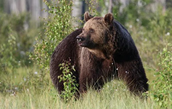 Picture grass, trees, nature, animal, predator, bear