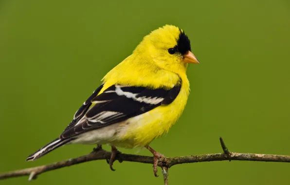 White, yellow, black, bird, branch, tail