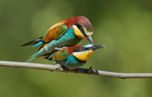 Love, birds, branch, a couple, the European bee-eater Golden, bee-eaters, pairing