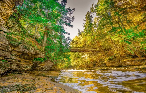 Bridge, Autumn, Trees, River