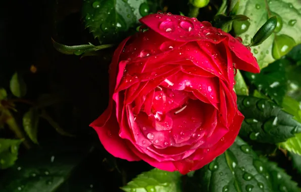 Drops, macro, rose, Bud, after the rain