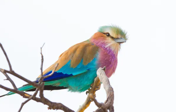 Branches, background, bird, Sirenevaya, Roller