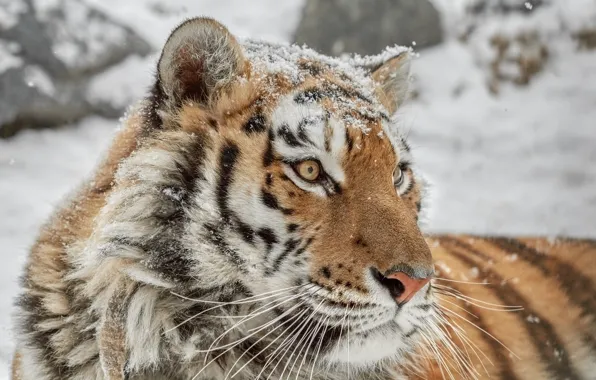 Face, portrait, wild cat, tigress
