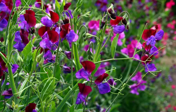 Picture greens, summer, bright colors, flowers, plants, leaves, antennae, buds