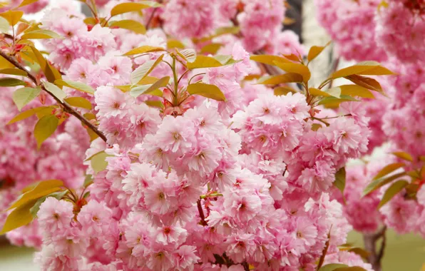 Flowers, branches, spring, Sakura, pink, flowering, a lot, almonds