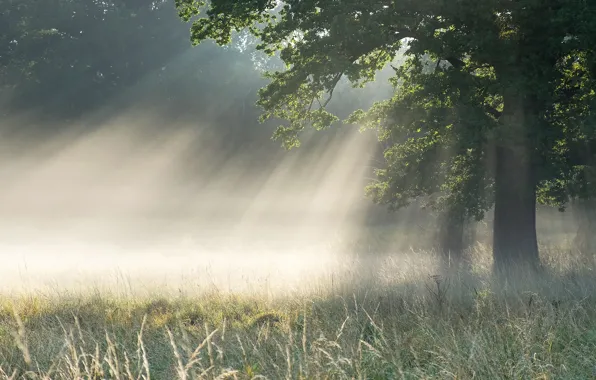 Forest, summer, grass, the sun, rays, light, nature, fog