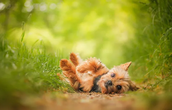 Picture look, dog, York, Yorkshire Terrier