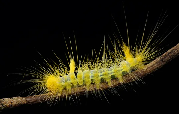 Picture caterpillar, nature, background, branch, insect