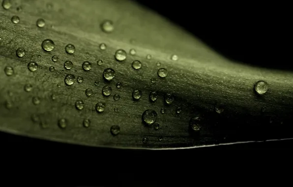 Picture leaves, drops, macro, photo, leaf, drop, sheets