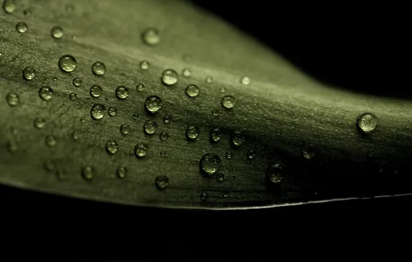 Leaves, drops, macro, photo, leaf, drop, sheets