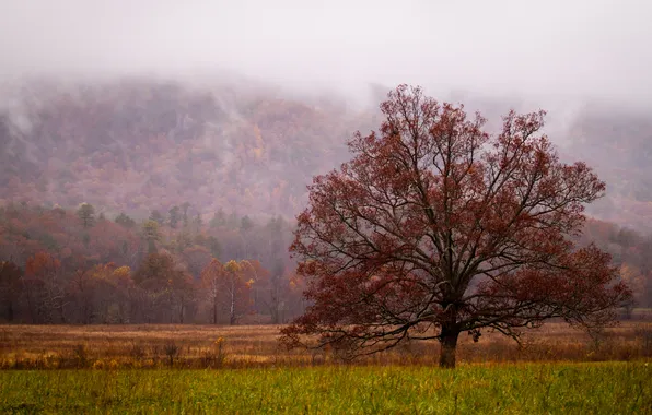 Picture autumn, grass, trees, fog, hills