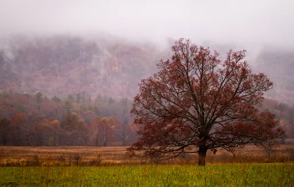 Picture autumn, grass, fog, tree, hills
