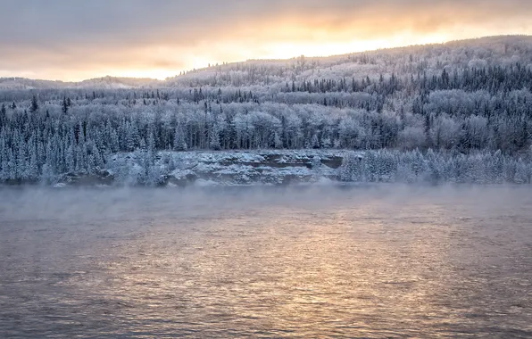 Winter, forest, river