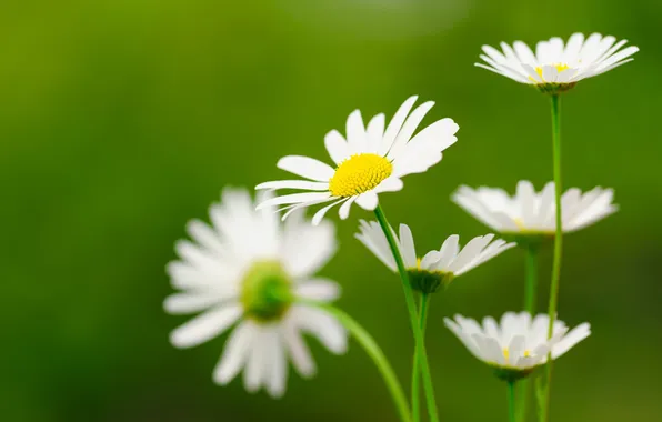 Picture nature, chamomile, green