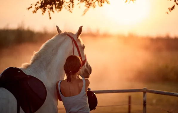 Field, white, girl, branches, nature, fog, horse, dawn