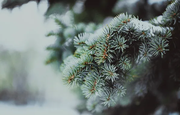 Greens, macro, tree, Spruce