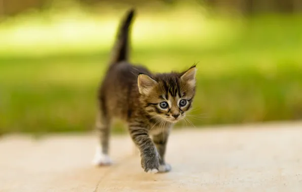 Cat, summer, grass, look, nature, pose, kitty, grey
