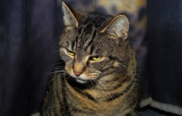 Cat, striped, sitting on the floor